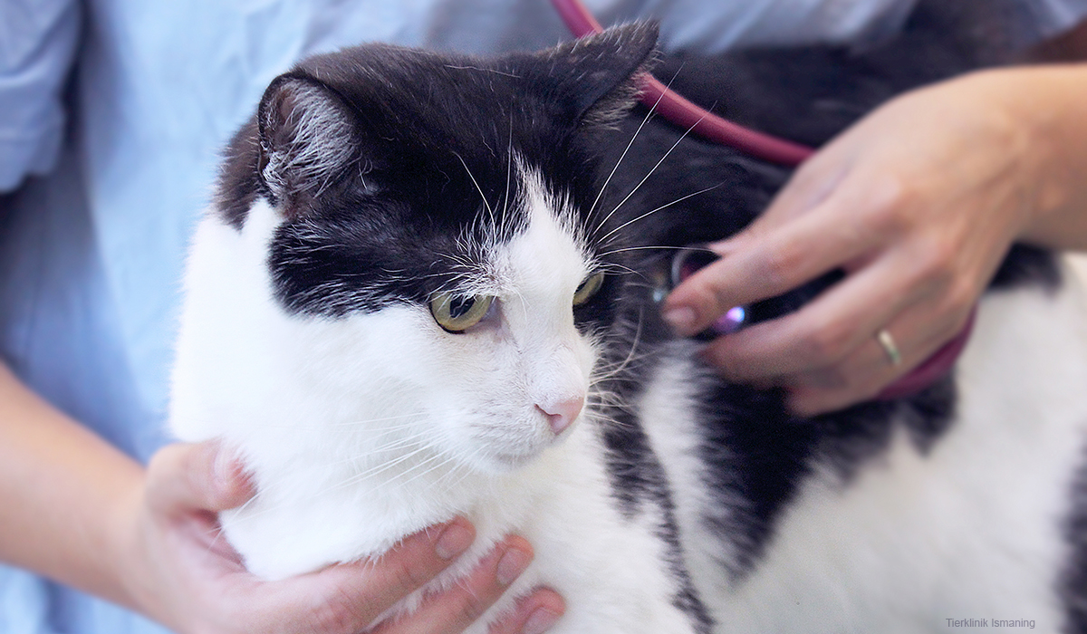 Katze bei der Vorsorgeuntersuchung - Tierklinik Ismaning
