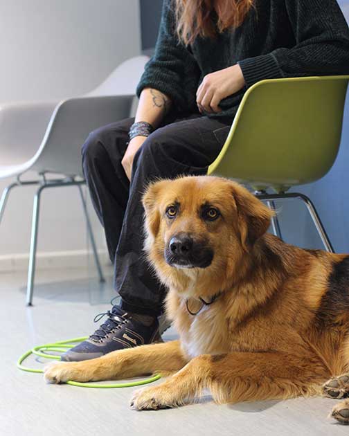 Hund wartet im Wartezimmer der Tierklinik Ismaning