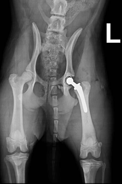 Roentgen_Jana_HueftenachOP