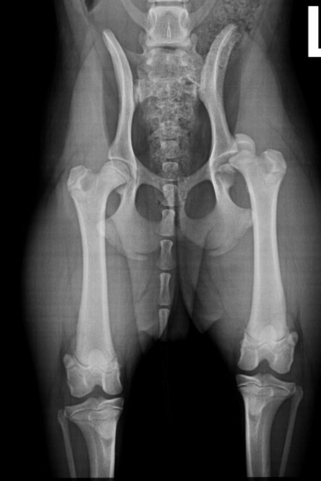 Roentgen_Jana_HueftevorOP