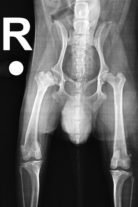 Milos_Roentgen_vor-OP