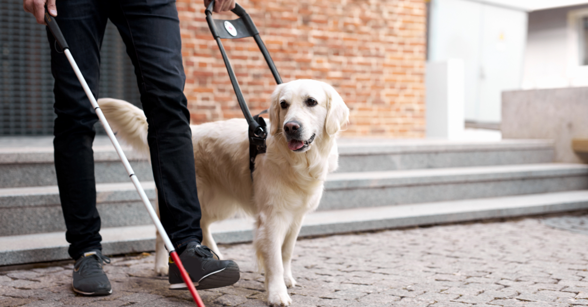 Blindenhund mit blinder Person - Tierklinik Ismaning