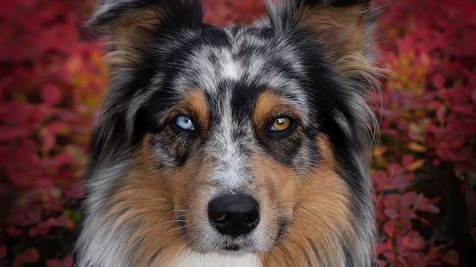 Augen zweifarbig Australien Shepherd