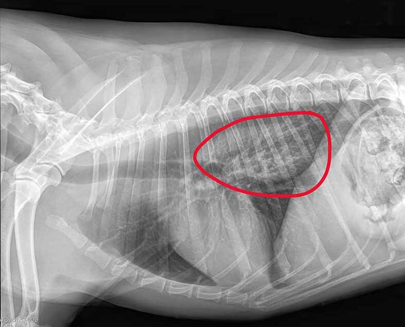 Röntgenbild Tierklink Ismaning - Gefährliches Rinderohr - die Rettung von Gia