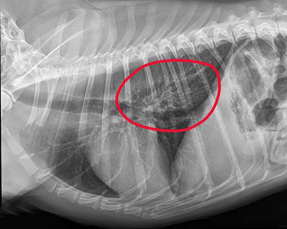 Röntgenbild Tierklink Ismaning - Gefährliches Rinderohr - die Rettung von Gia