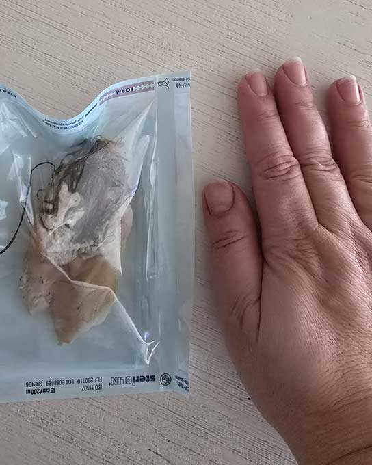 Gefährliches Rinderohr - die Rettung von Gia