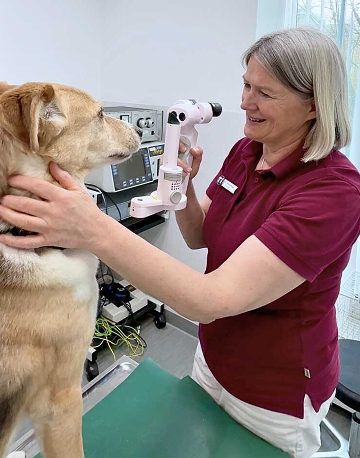 Tieraugenärztin Dr. Gabriele Rogge, Spezialistin für Augenheilkunde in der Tierklinik Ismaning, bei der Untersuchung der Augen eines Hundes