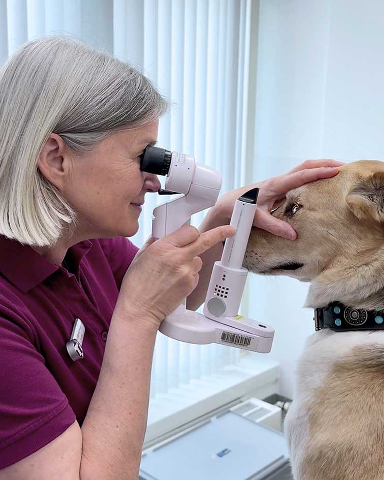 Tieraugenärztin Dr. Gabriele Rogge, Spezialistin für Augenheilkunde in der Tierklinik Ismaning, bei der Augenuntersuchung eines Hundes