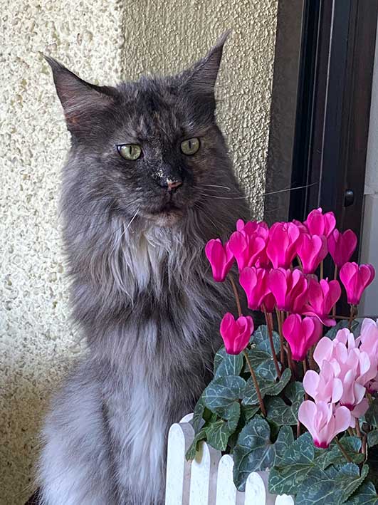 Notfall Kiki: neurologische Symptome: eine schiefe Kopfhaltung, Gleichgewichtsstörungen, schnelle Augenbewegungen