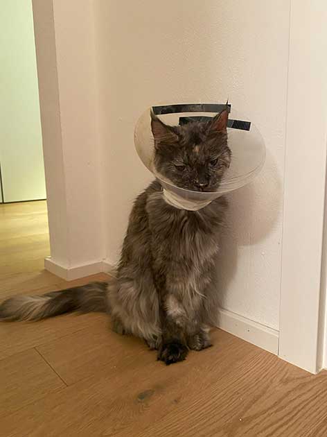 Vestibularsyndrom - wie Katze Kiki zurück in ihr Gleichgewicht fand