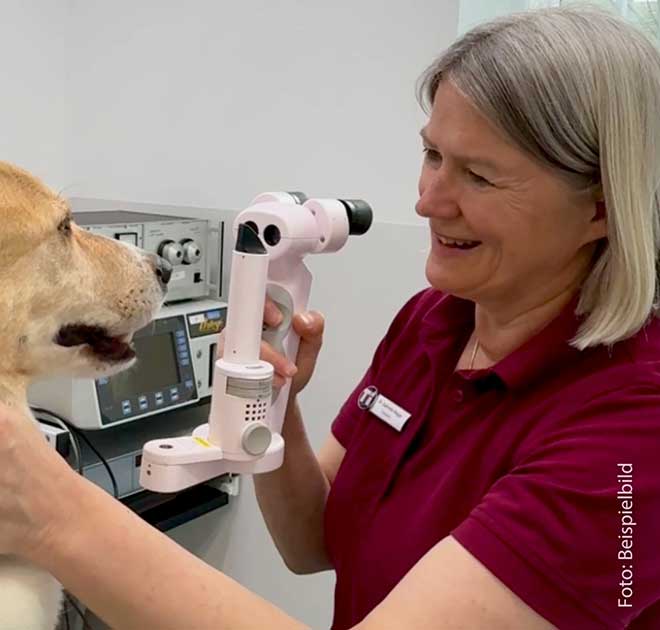 Hornhautverletzung beim Hund - Erste Augenuntersuchung.