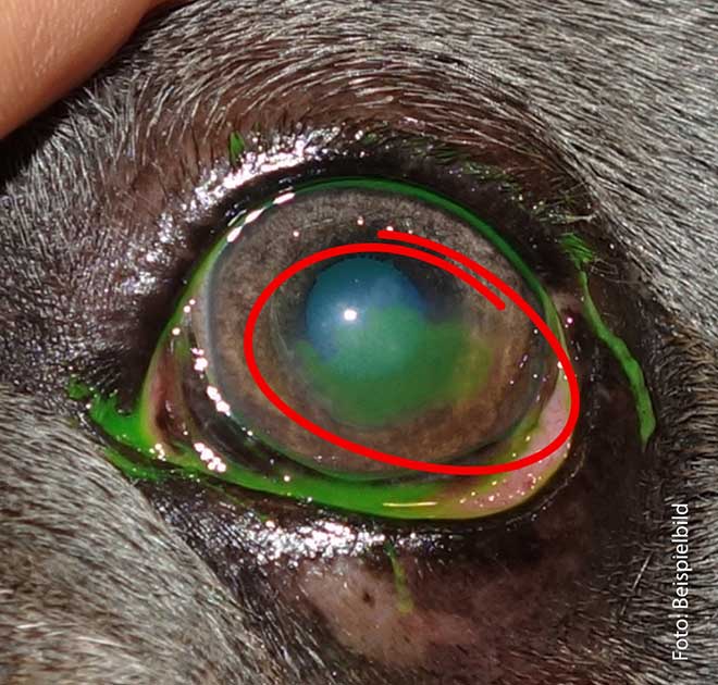 Hornhautverletzung beim Hund - Augenuntersuchung mit Fluorescein-Probe zeigt die Verletzung.