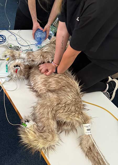 Intensives RECOVER-Reanimationstraining für Tierärztinnen, Tierärzte und Tiermedizinische Fachangestellte am Simulator.