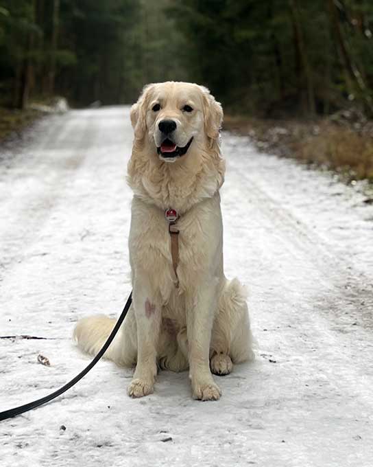 Golden Retriever Rio. Foto priavt