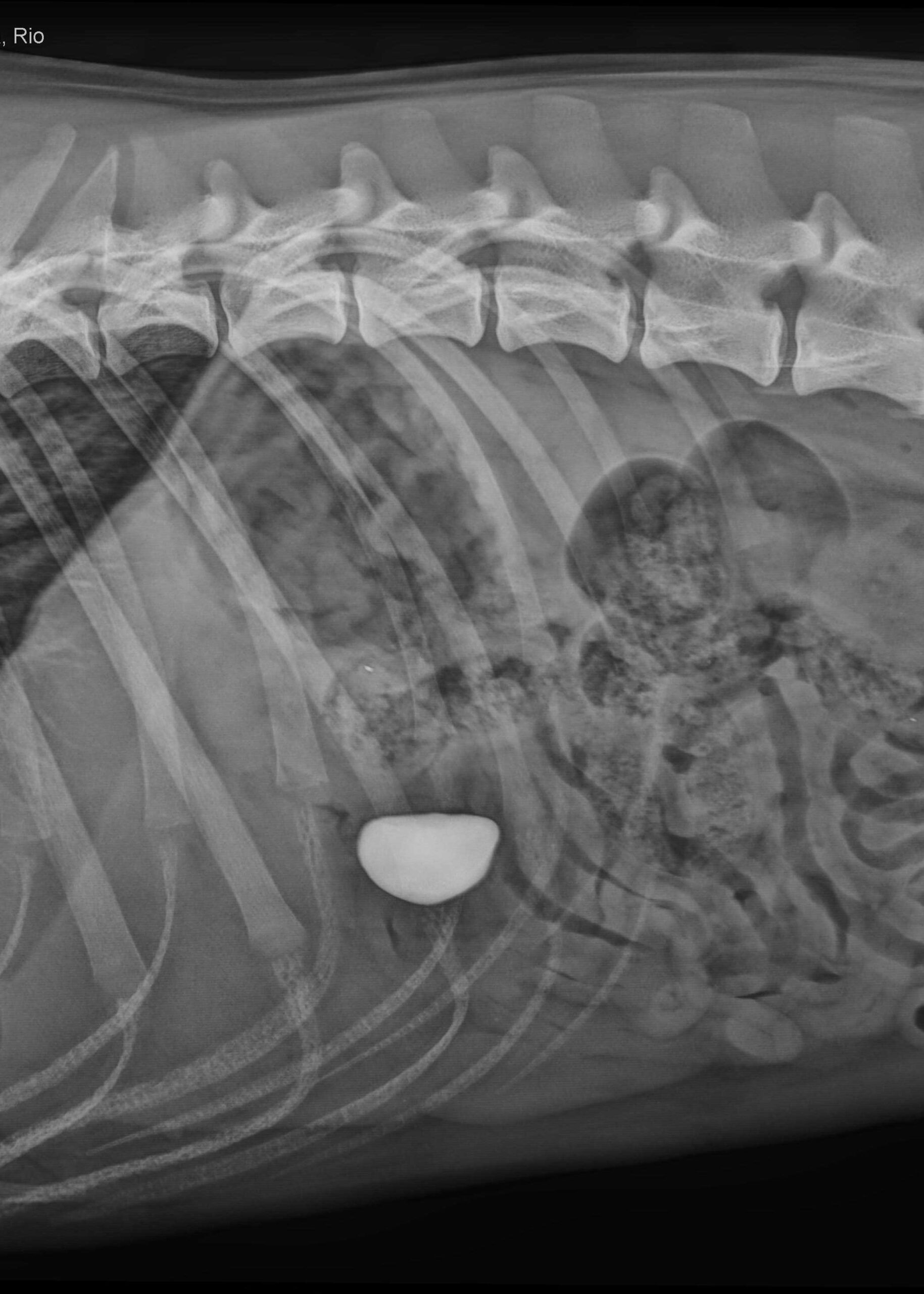 Röntgenbild 1 eines Golden Retrievers mit verschlucktem Stein im Magen. @Tierklinik Ismaning