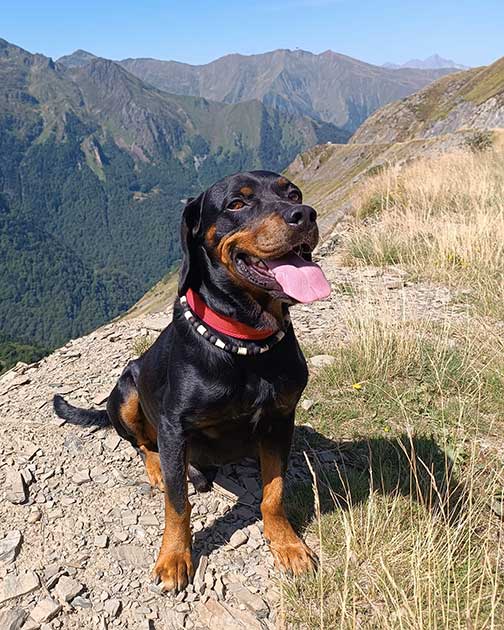 Semmerl, Hund mit Hornhautverletzung.