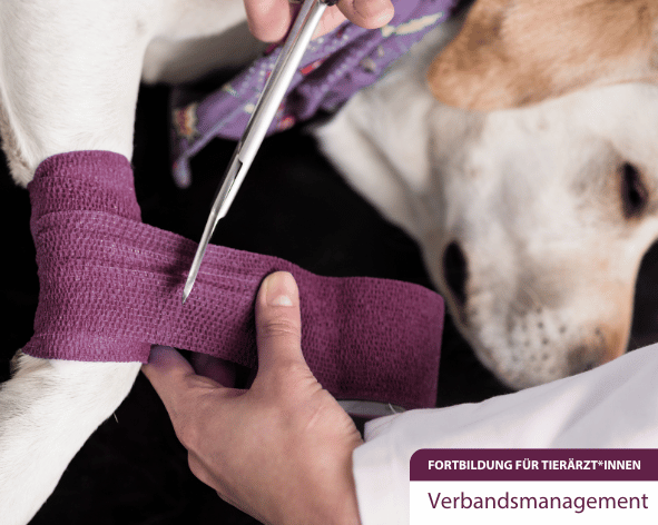 Verband - Hund- anlegen - Tierarzt- Fortbildung - Verbandsmanagement -Tierklinik Ismaning