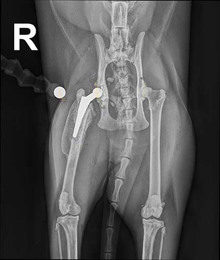Röntgen-Katze-Hüftprothese-vor OP-Tierklink-Ismaning