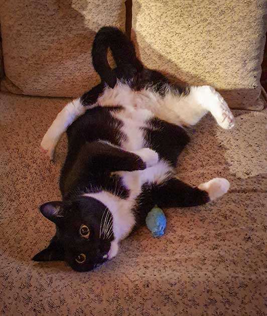 Zweite Hüfte für Katze Sofie - Tierklink Ismaning