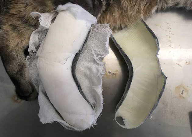 Verbandsmanagement - Fortbildung - Bruch Katze