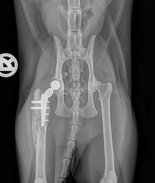 Hüftprothese-Katze-Tierklink-Ismaning-Re-Operation