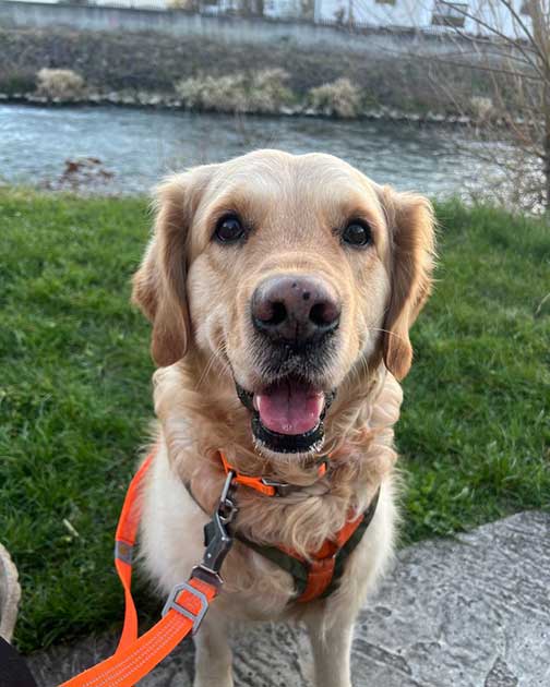 Golden Retriever Soloh mit Patellasehnenriss