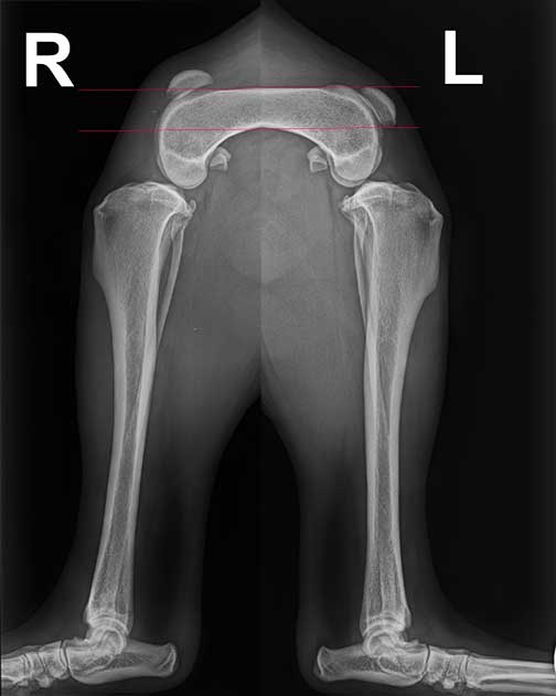 Patellasehnenriss Hund Vergleich der Kniescheiben im Röntgenbild.