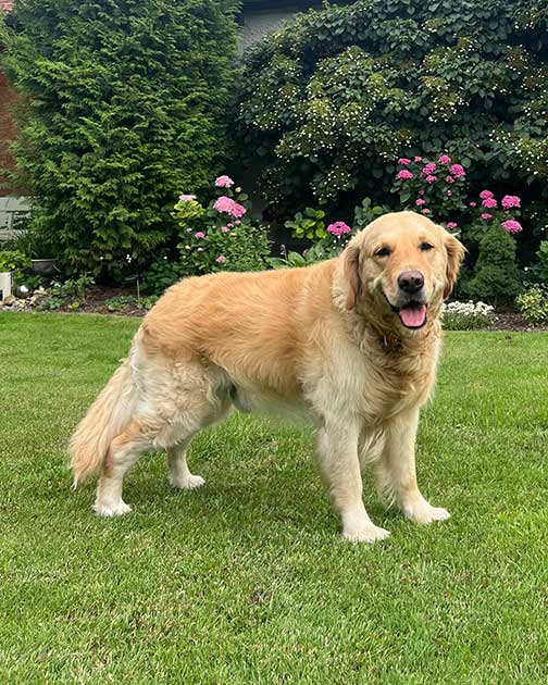 Golden Retriever Soloh nach erfolgreicher OP einer gerissenen Patellasehne.