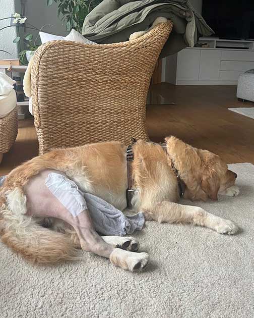 Golden Retriever Soloh nach der Patellasehen-OP in der Tierklinik Ismaning