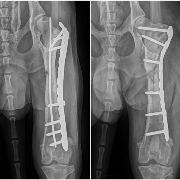 Röntgenbild Oberschenkeltrümmerbruch Hund Reoperation erste Ebene