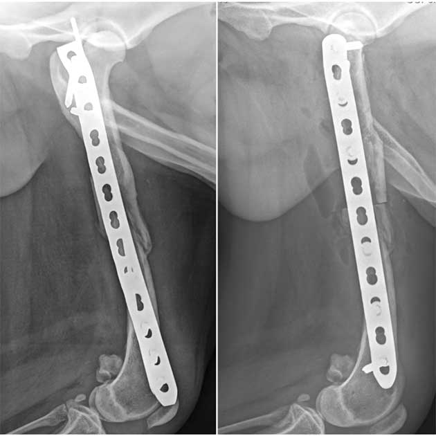 Röntgenbild Oberschenkeltrümmerbruch Hund Reoperation zweite Ebene