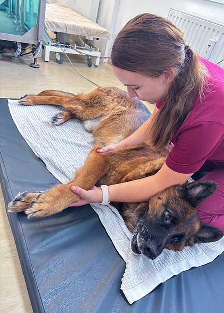 Manuelle Therapie am Schäferhund und Tierphysiotherapeutin Melina Seipt.