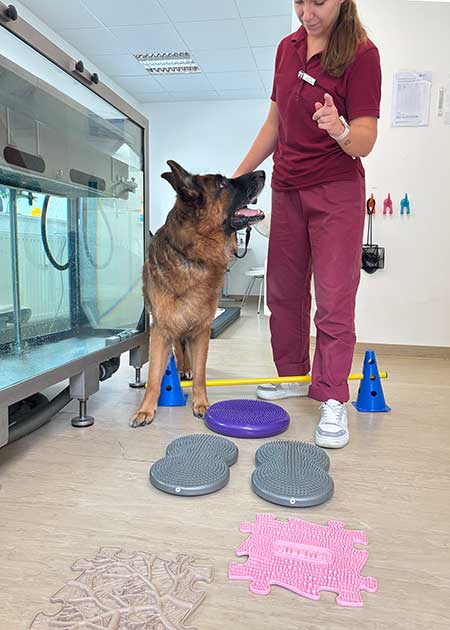 Balancepads mit Schäferhund bei Tierphysiotherapie in der Tierklinik Ismaing mit Melina Seipt
