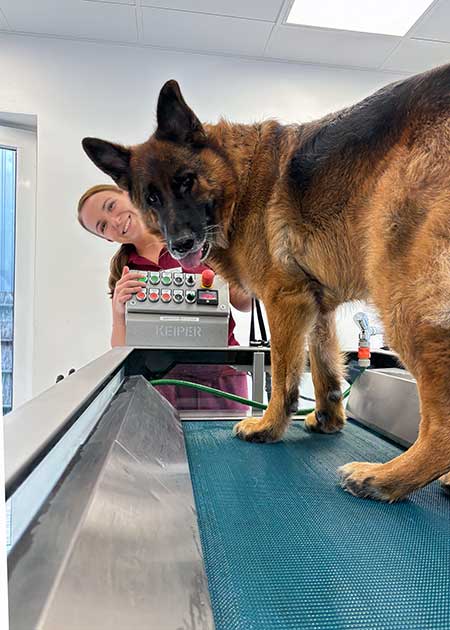 Wasserlaufband mit Schäferhund in der Tierphysiotherapie der Tierklinik Ismaning