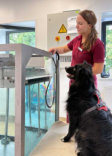 Kurz vor dem Training im Wasserlaufband in der Tierphysiotherapie der Tierklinik Ismaning.