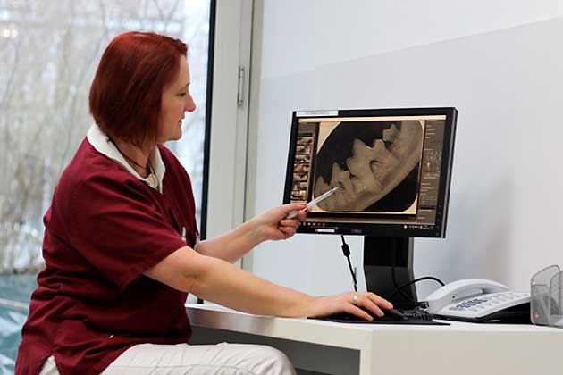 Dr. Judith Körbel, Tierärztin mit Spezialiserung auf Zahnheilkunde bei Hunden und Katzen.