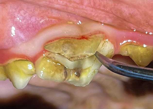 Komplizierte Zahnfraktur beim Hund vor der OP.