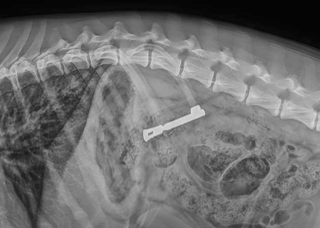 Riesenschnauzer Paco verschluckt Schlüssel Röntgenbild Bauchraum Seite