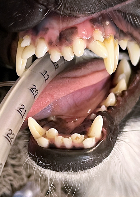 Persistierende Milchzähne Hund von vorne