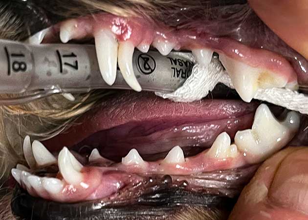 Persistierende Milchzaehne Hund