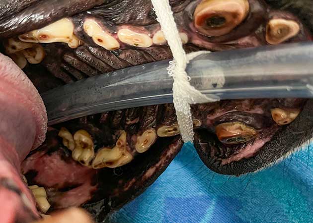 Hundezähne, die durch das Beißen auf Tennisbälle extrem abgenutzt wurden.