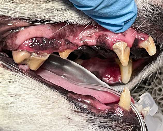 Zahnstein beim Hund von der Seite gesehen.