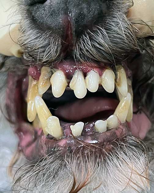 Zahnstein beim Hund an den Eckzähnen.