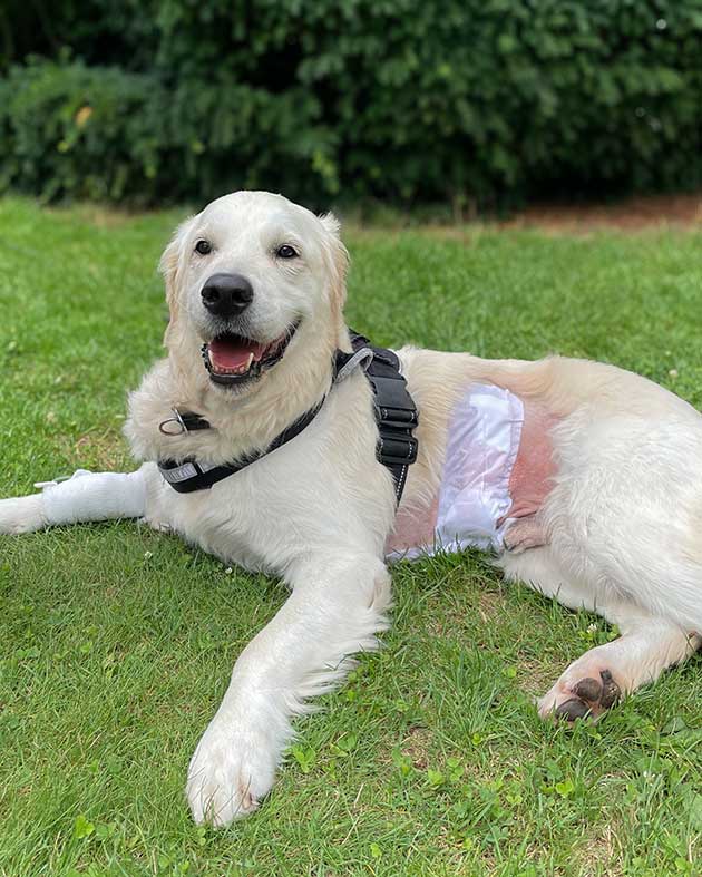 Golden Retriever Sparky nach OP: Er hatte einen Schaschlikspieß im Bauch.