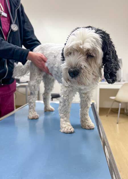 Bauchuntersuchung bei einem Hund zur Kontrolle der Darmgesundheit.
