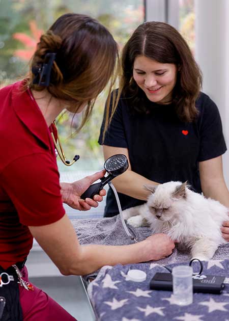 Tierärztliche Kontrolle des Blutdrucks bei einer Katze – schonend durchgeführt in der Tierklinik Ismaning.