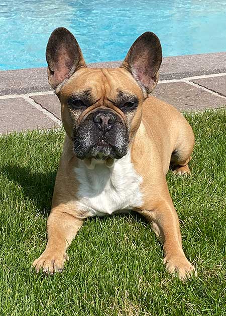 Dauerläufigkeit bei älterer Hündin maila: Diagnose Eierstockzyste