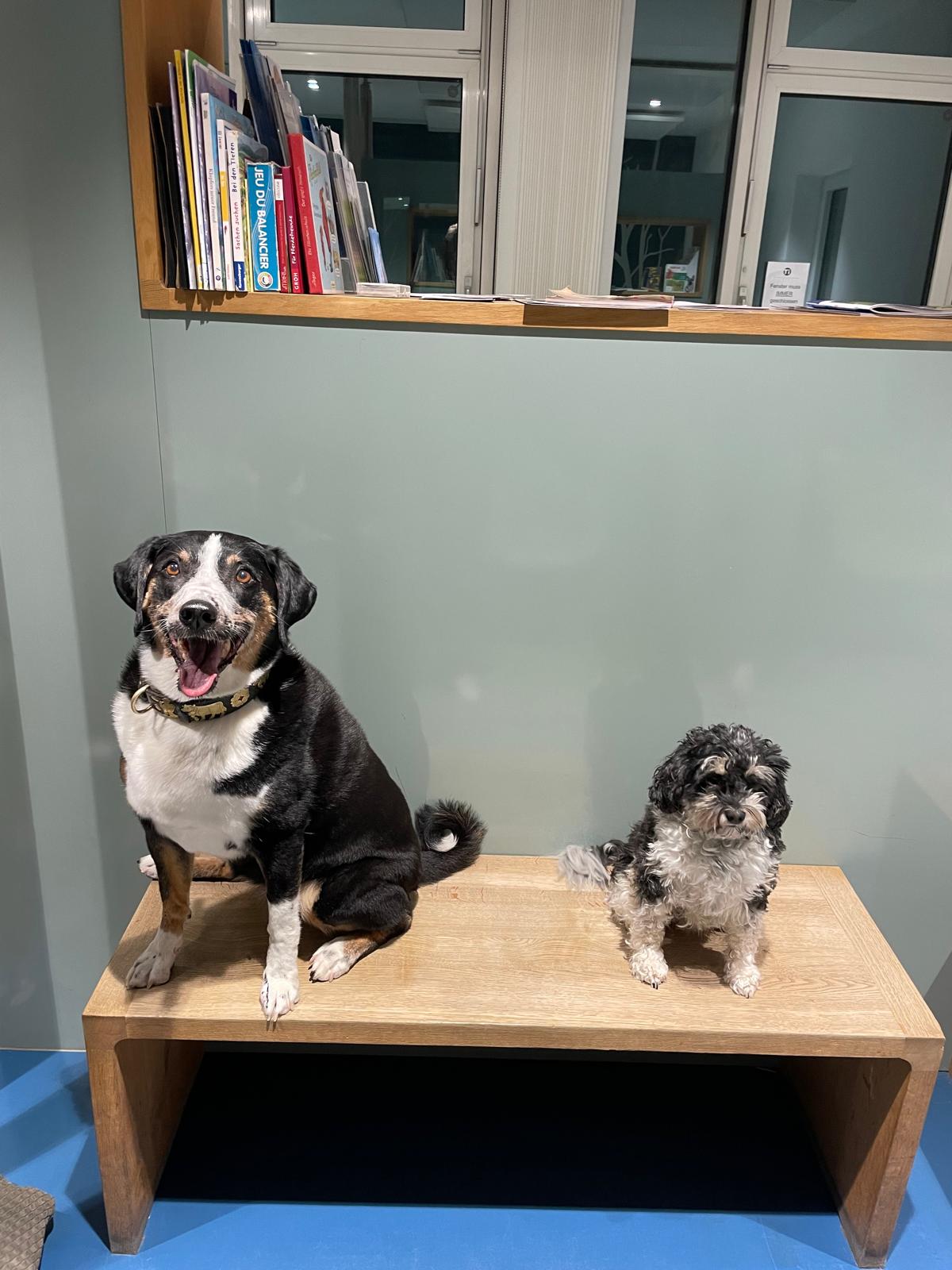 zwei Hunde im Wartezimmer
