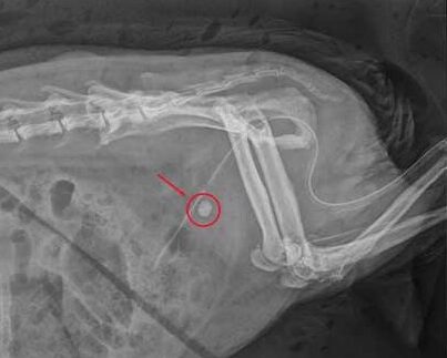 Röntgenbild eines Meerschweinchens mit einem Harnstein und einem Katheder.