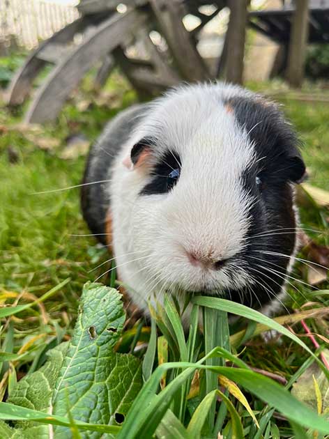 Meerschweinchen Stöpsel, fünf Jahre alt und kastriert, kam mit einem Harnstein als Notfall in die Tierklinik Ismaning.